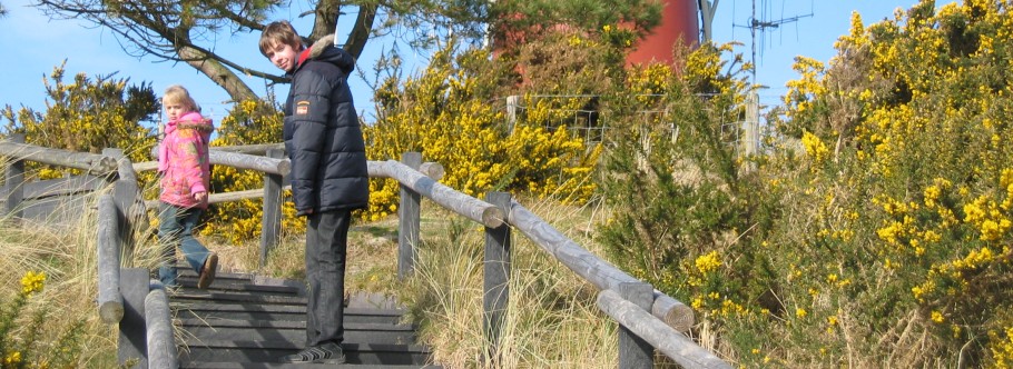 Bloeiende gaspeldoorn